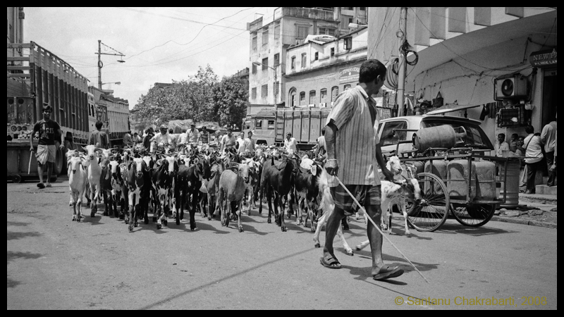 Leading the herd