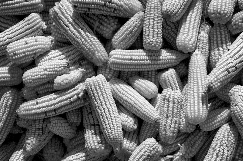 Corn (Maiz) drying in the sun