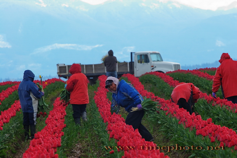Skagit Valley Tulip Workers #2