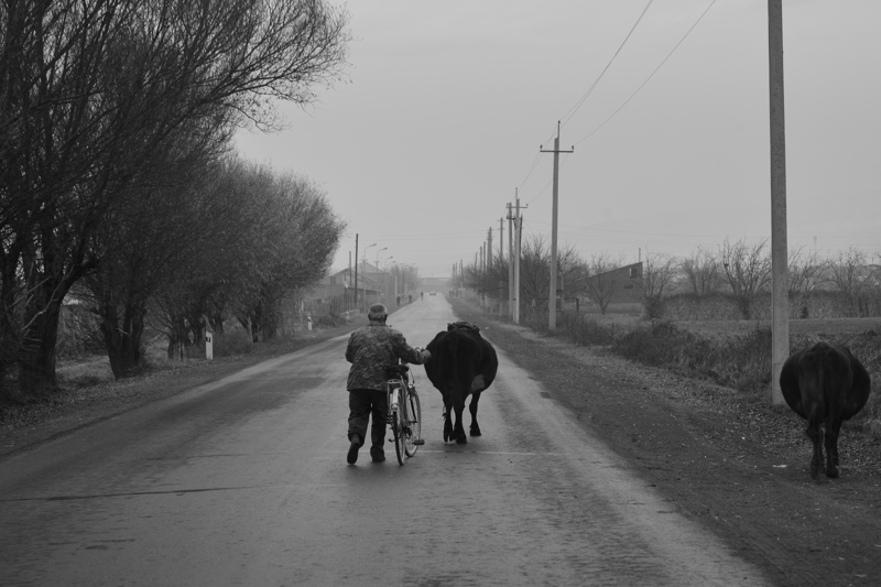 Farmer walks cows along a main road, near Khor Virap
