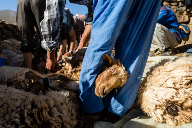 Sheep to shearing