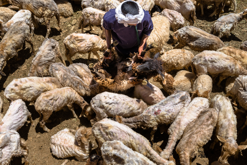 Sheep shearing