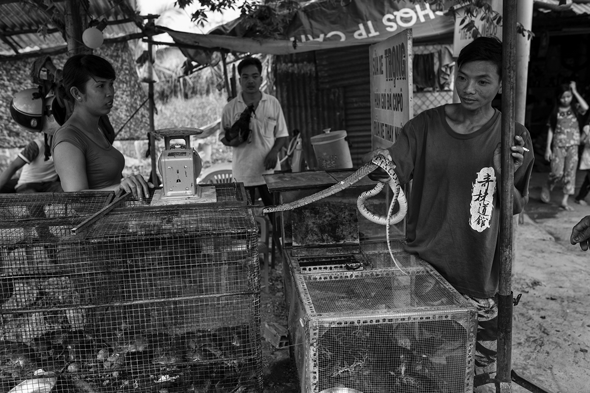 A  man holds a snake  as it eyes a cage of mice