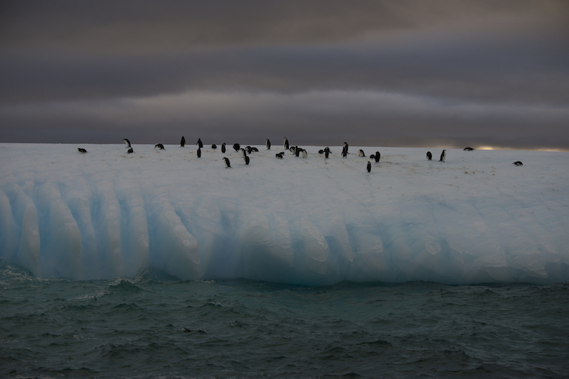 Chinstraps on Iceberg