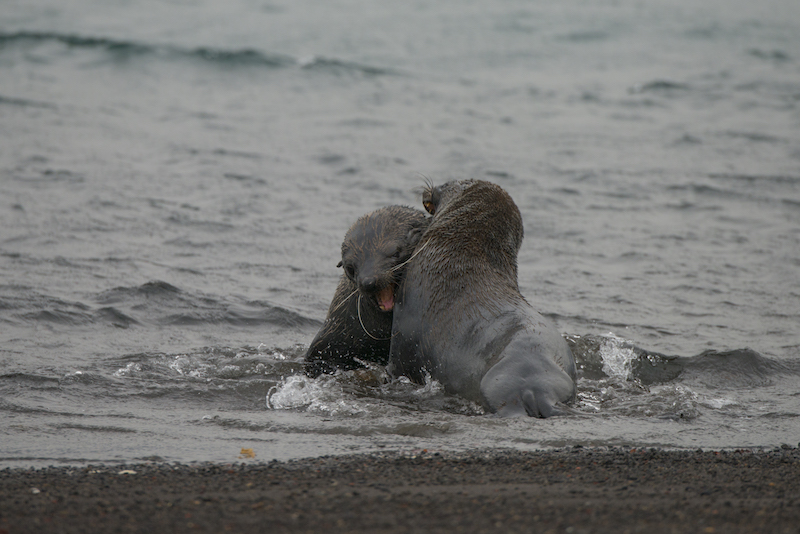 Fighting Fur Seals