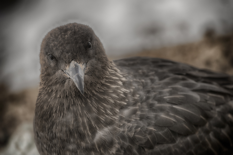 Skua Eyes