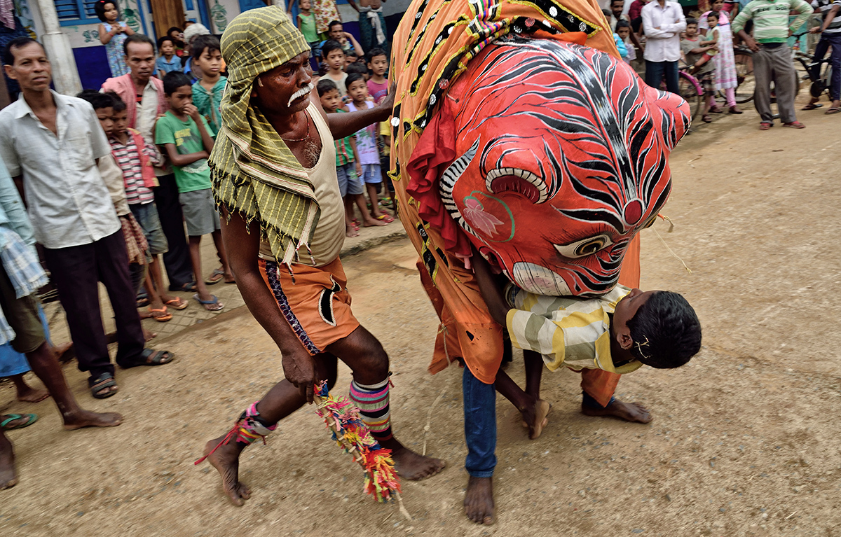 tiger eating a man