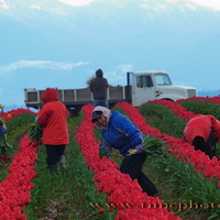 Skagit Valley Tulip Workers #2