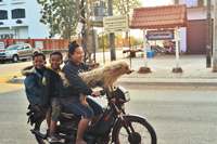 four on a scooter plus dog