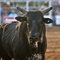 Staring Bull Staring Bull
