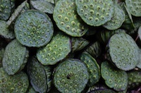 Lotus buds Lotus buds
