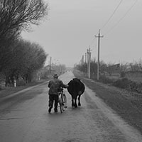 Farmer walks cows along a main road, near Khor Virap